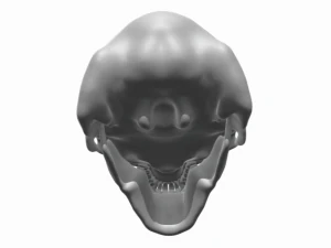 3 HEAD CAVE TROLL OF MORIA SKULL 3D Print Model
