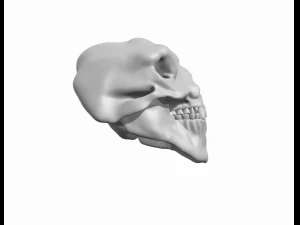 3 HEAD CAVE TROLL OF MORIA SKULL 3D Print Model