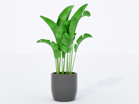 Verzameling van planten in pot 1 3D Model