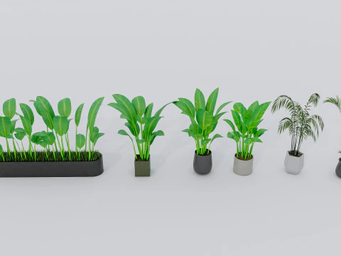 Kolekcja roślin doniczkowych 2 Model 3D