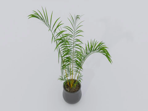 Kolekcja roślin doniczkowych 2 Model 3D