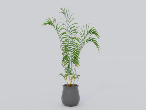 Kolekcja roślin doniczkowych 2 Model 3D