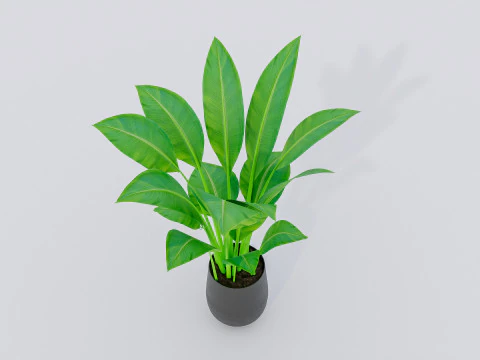 Kolekcja roślin doniczkowych 2 Model 3D