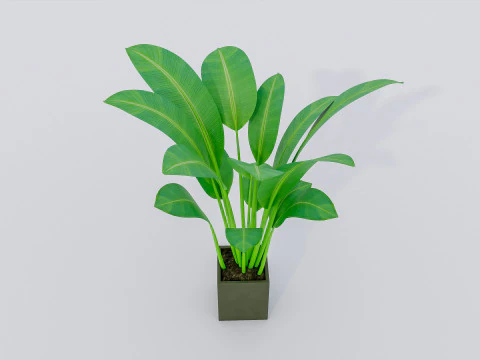 Kolekcja roślin doniczkowych 2 Model 3D