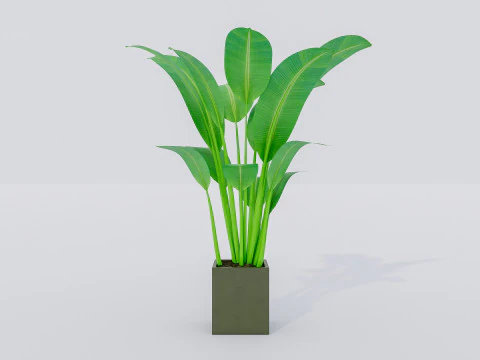 Kolekcja roślin doniczkowych 2 Model 3D