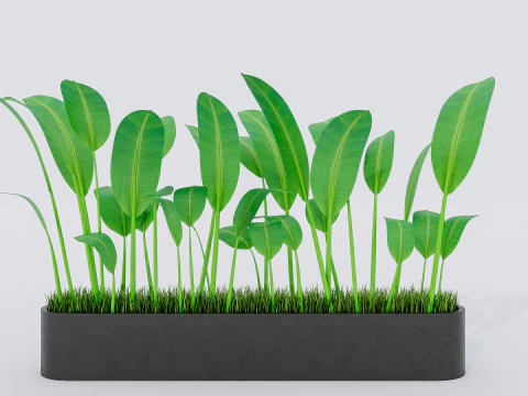 Kolekcja roślin doniczkowych 2 Model 3D