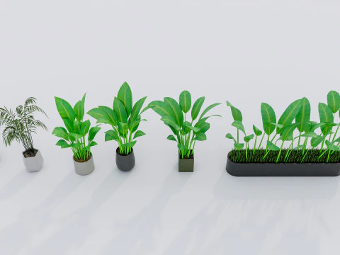 Kolekcja roślin doniczkowych 2 Model 3D