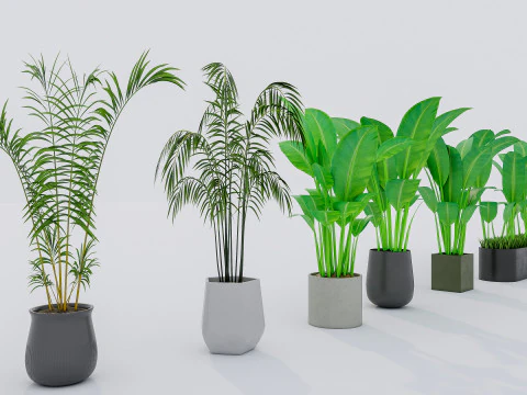 Kolekcja roślin doniczkowych 2 Model 3D