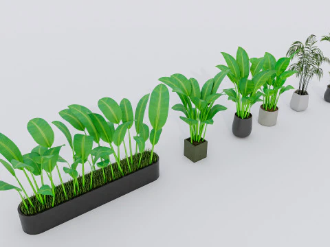 Kolekcja roślin doniczkowych 2 Model 3D