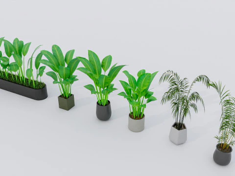 Kolekcja roślin doniczkowych 2 Model 3D