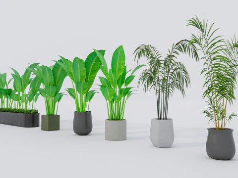 Kolekcja roślin doniczkowych 2 Model 3D