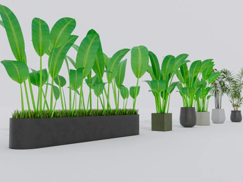 Kolekcja roślin doniczkowych 2 Model 3D