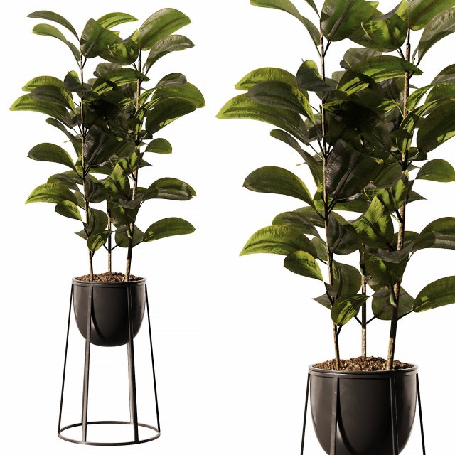 Indoor Plant 3D Model .c4d .max .obj .3ds .fbx .stl .blend 