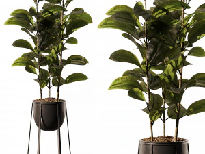 Zimmerpflanze 3D Modell