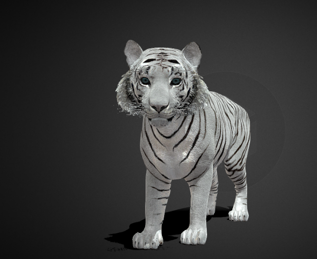 White tiger 3D 模型 .c4d .max .obj .3ds .fbx .stl .blend 