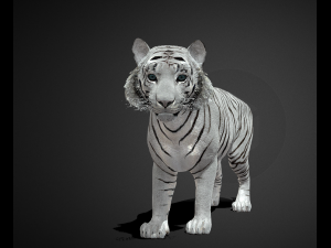 White tiger Modèle 3D