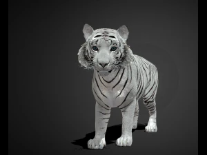 ホワイトタイガー 3Dモデル