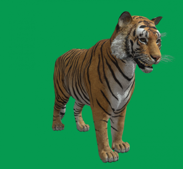 Tiger 3D-Modell .c4d .max .obj .3ds .fbx .stl .blend 