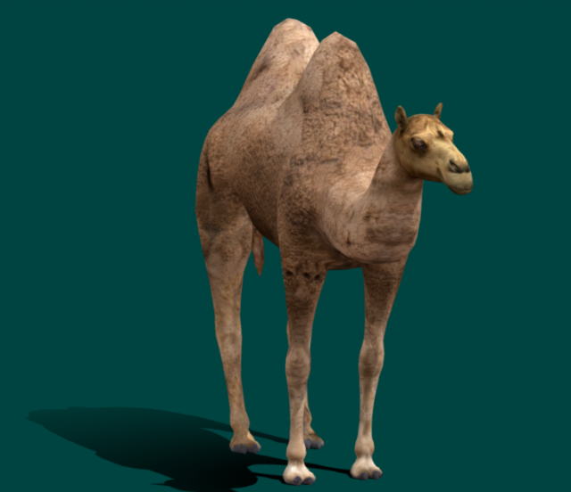 Bactrian Camel 3Dモデル .c4d .max .obj .3ds .fbx .stl .blend 