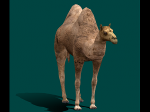 Bactrian Camel 3D Model