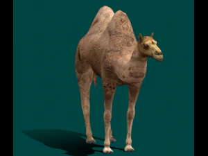 フタコブラクダ 3Dモデル