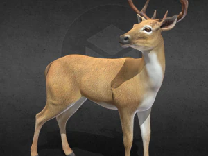 Sette animali Modello 3D