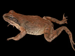 Sette animali Modello 3D