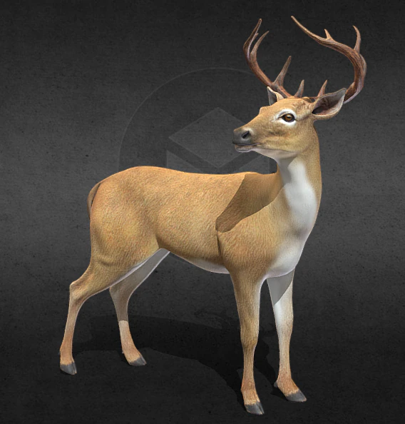 Deer 3D Model .c4d .max .obj .3ds .fbx .stl .blend 