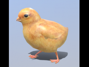 Chick baby 3Dモデル