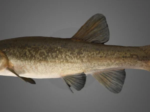 尖头虫属 3D 模型