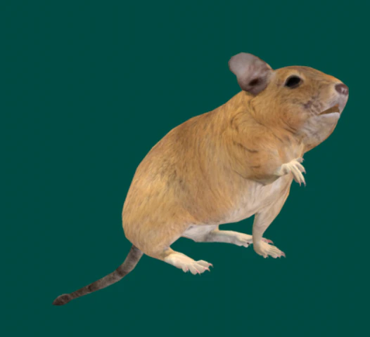 Degu Modello 3D .c4d .max .obj .3ds .fbx .stl .blend 