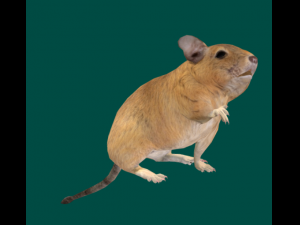 Degu Modèle 3D