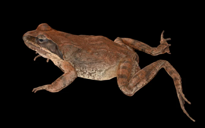 Brown Frog 3D Model .c4d .max .obj .3ds .fbx .stl .blend 