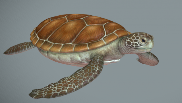 Sea turtle Modèle 3D .c4d .max .obj .3ds .fbx .stl .blend 