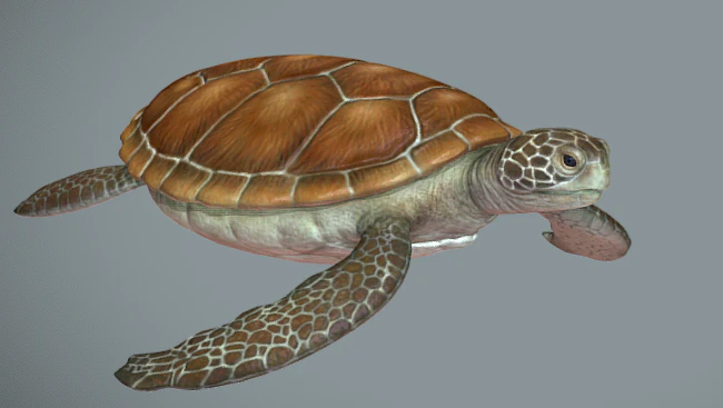 Sea turtle 3D Model .c4d .max .obj .3ds .fbx .stl .blend 