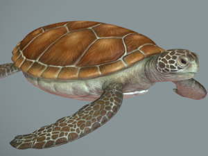 Sea turtle Model 3D