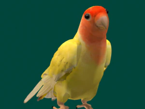 Pappagallo di uccelli Modello 3D