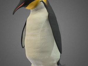 Penguin animations 67 3D Model