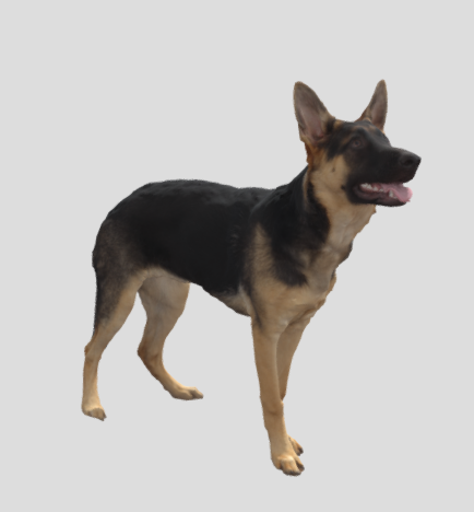 German Shepard Model 3D .c4d .max .obj .3ds .fbx .stl .blend 