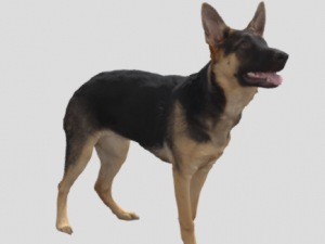 German Shepard Modèle 3D