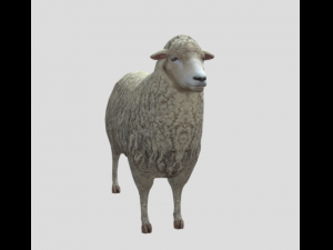 Inbred Sheep Modèle 3D