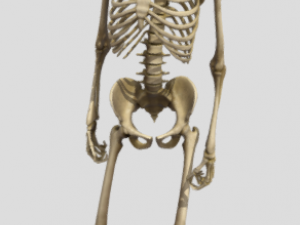 Esqueleto Curioso 3D Model