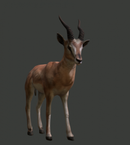 Gazella 3D Model .c4d .max .obj .3ds .fbx .stl .blend 