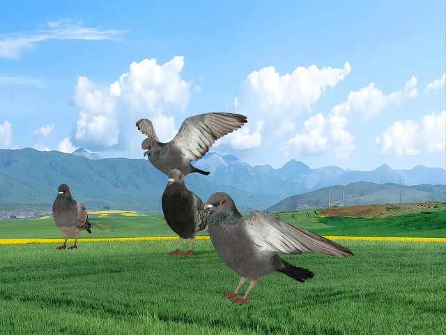 Pigeon 3D Model .c4d .max .obj .3ds .fbx .stl .blend 