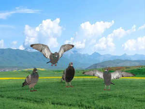 Pigeon 3D Model