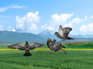 Pigeon 3D Model