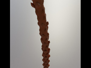 Beach palm tree 3D-Modell