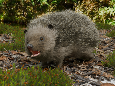 Realistic Hedgehog PBR 4k Low-poly Modelo 3D
