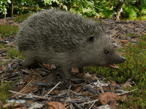 Realistic Hedgehog PBR 4k Low-poly Modelo 3D