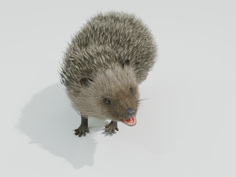Realistic Hedgehog PBR 4k Low-poly Modelo 3D